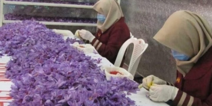 تاجران زعفران خواهان تسهیلات بیش‌تر در صادرات و صدور ویزا هستند