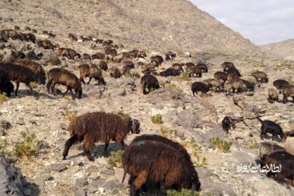 طالبان در ننگرهار ۴٠٠ مواشی را به نام زکات جمع کرده بودند فروختند