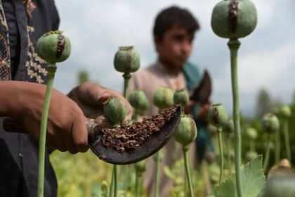 تأکید اتحادیه اروپا بر مبارزه با مواد مخدر و حمایت از بازتوانی معتادان در افغانستان